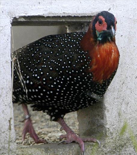 Himachal saves brilliantly plumaged western tragopan from extinction